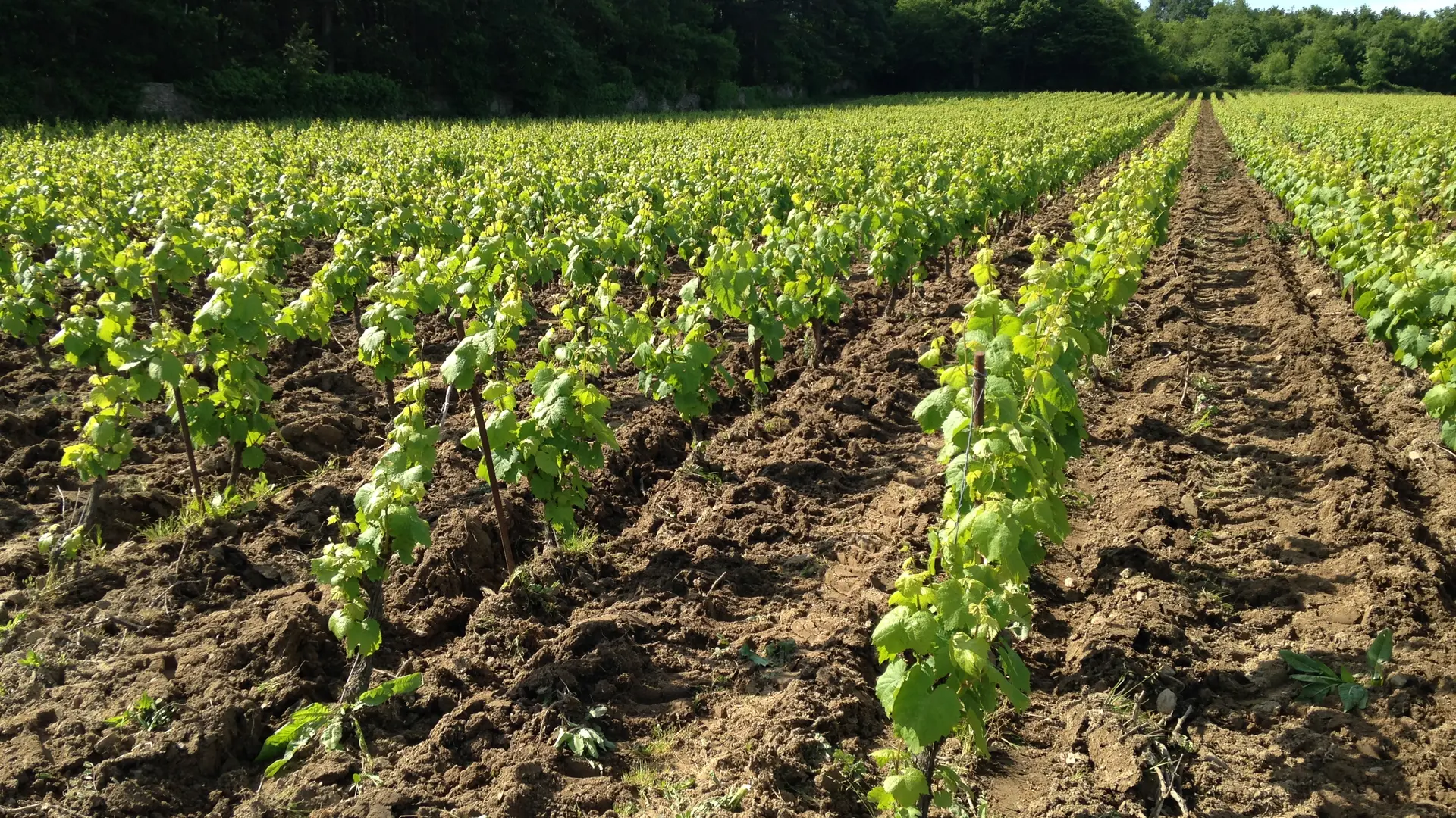 2019-FamilleLieubeau-vignes-chateauthebaud-44-levignobledenantes