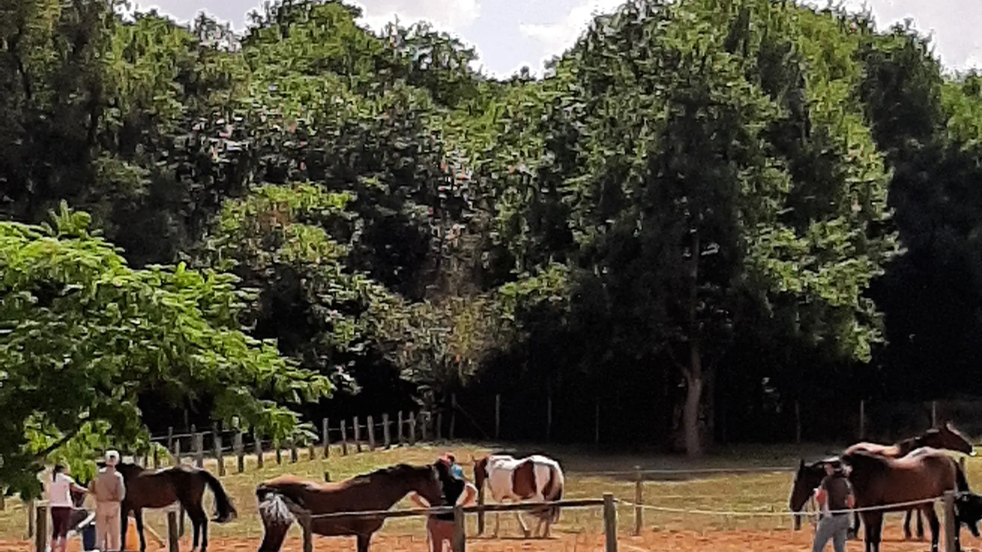 Formation cavalier et cheval