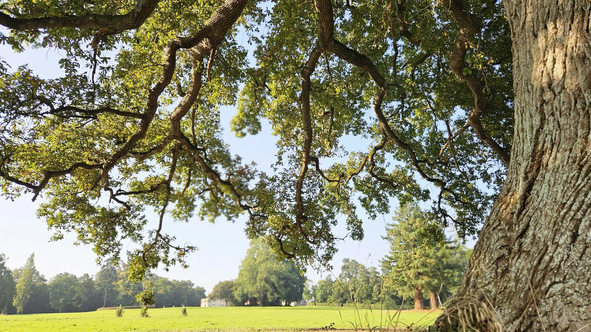 Magnifique chêne centenaire du château de Craon