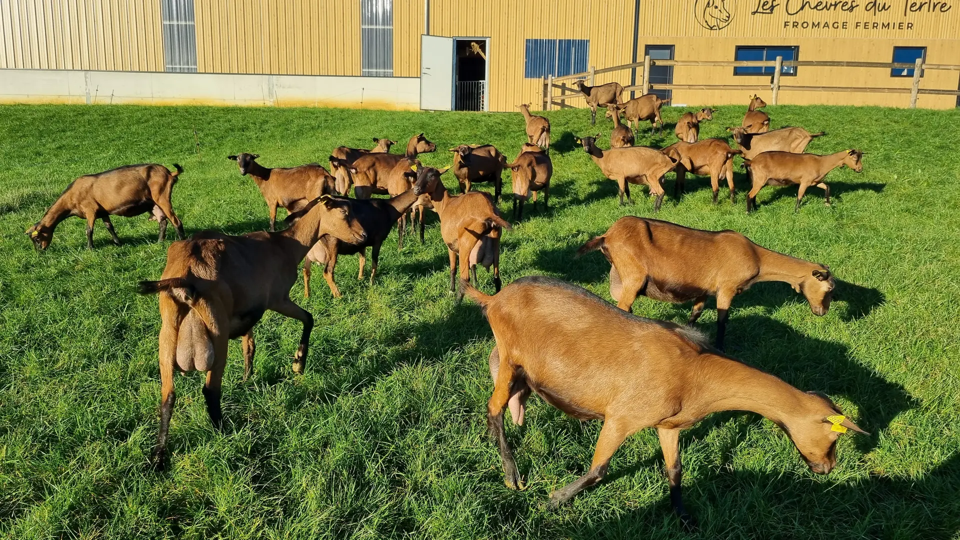 Les Chèvres du Tertre - Assé-le-Riboul - chèvres au paturage