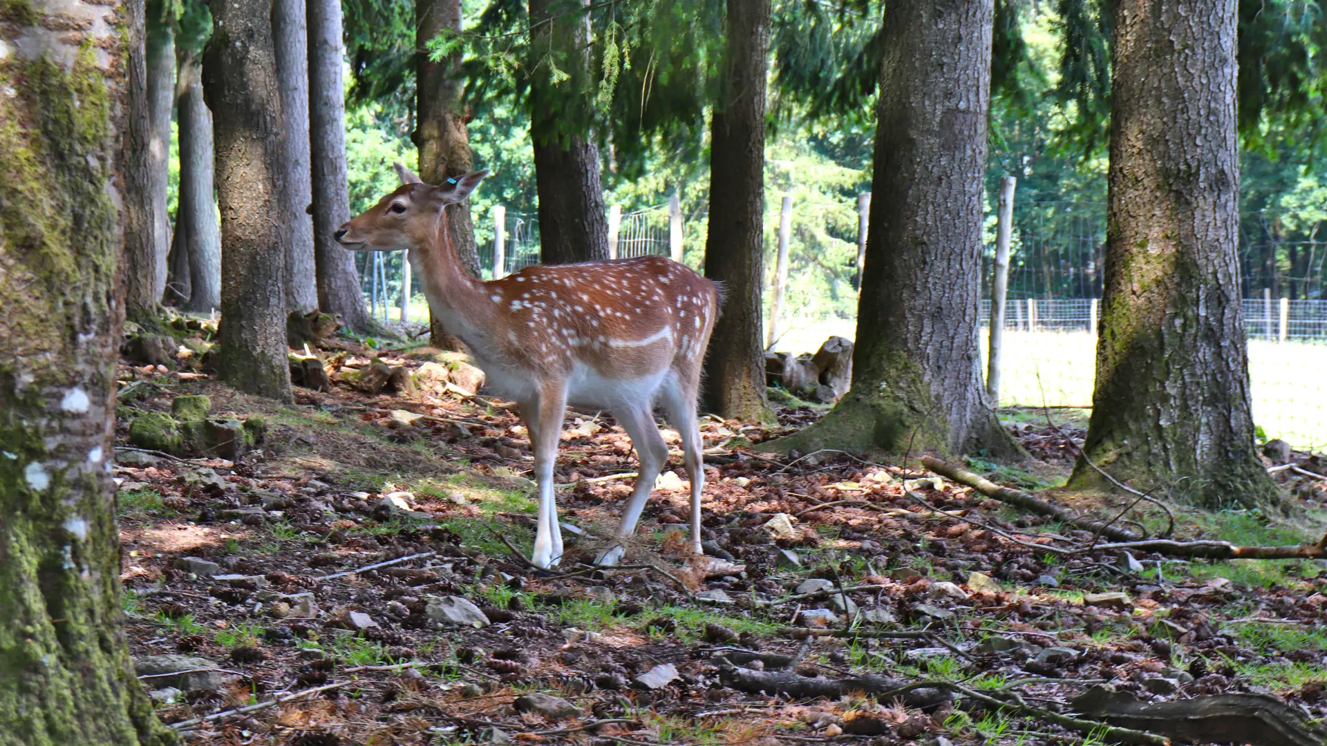 Parc animalier Saint-Léonard-des-Bois