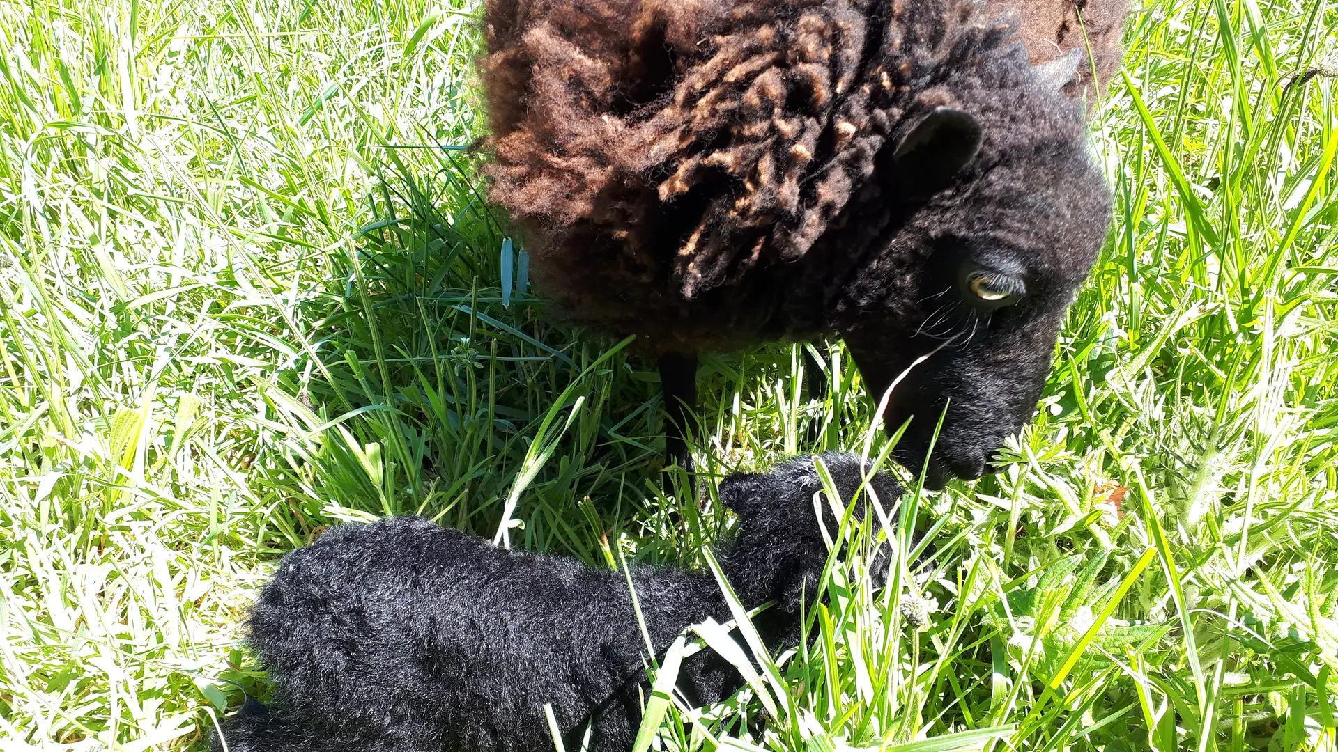 Moutons d'Ouessant dna le pré aux pieds de la K'BANNE