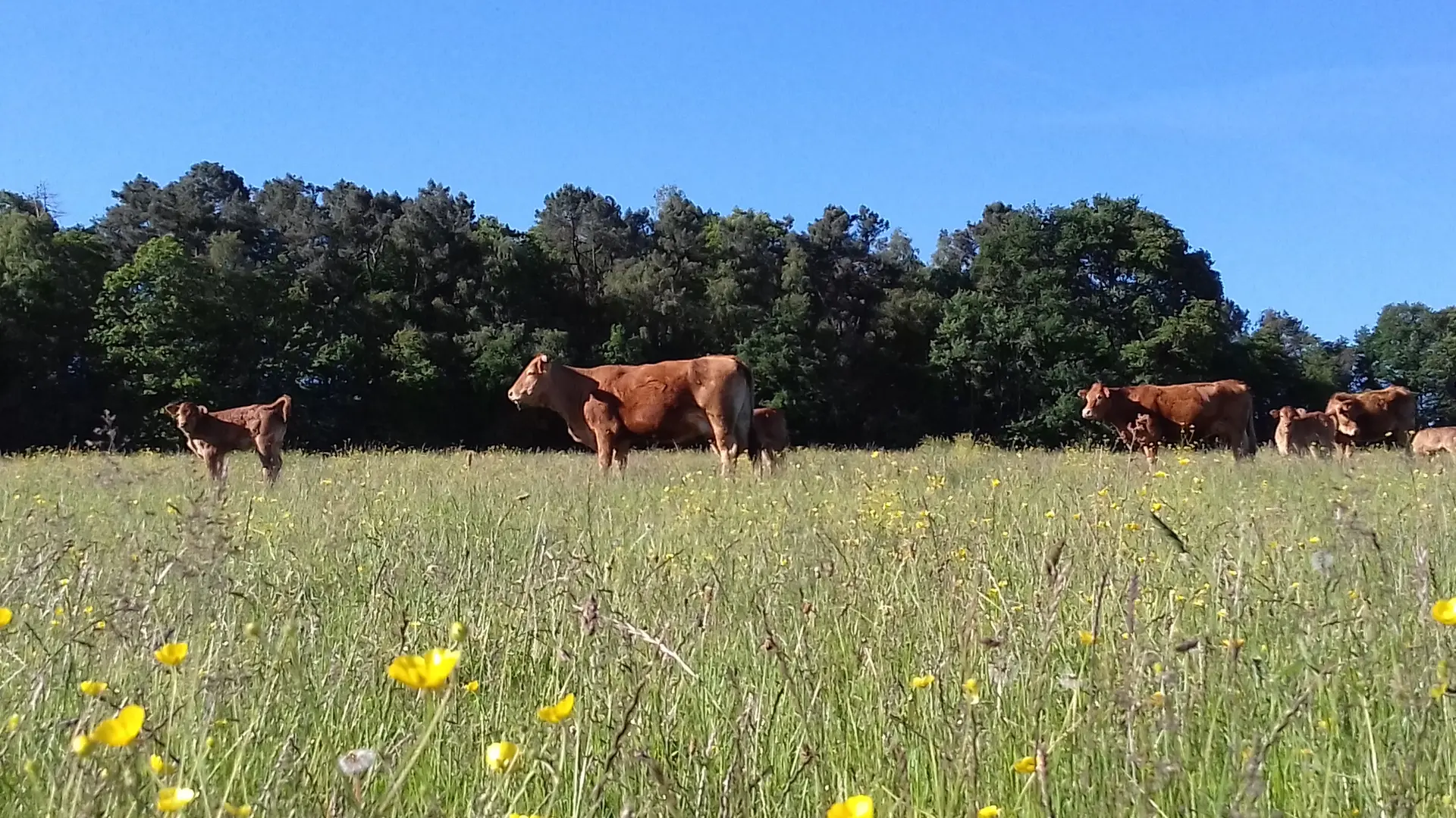 Gîte La Rousselière - Saint-Léonard-des-Bois - vaches de l'exploitation