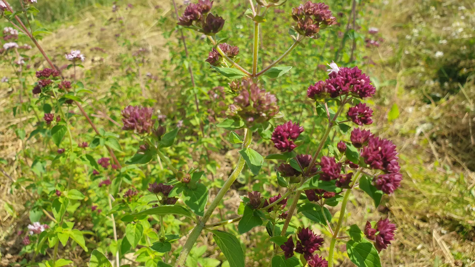 Plantes des Alpes Mancelles