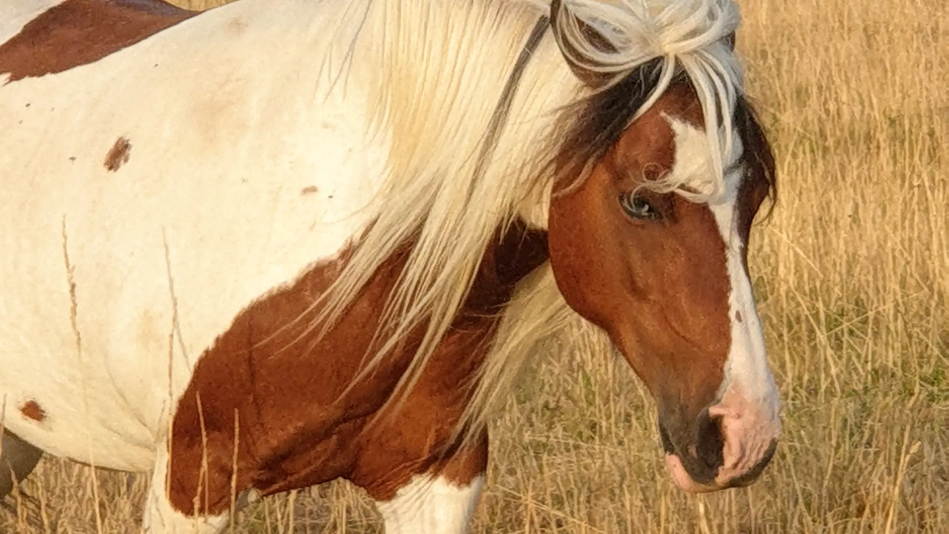 La Licorne Verte