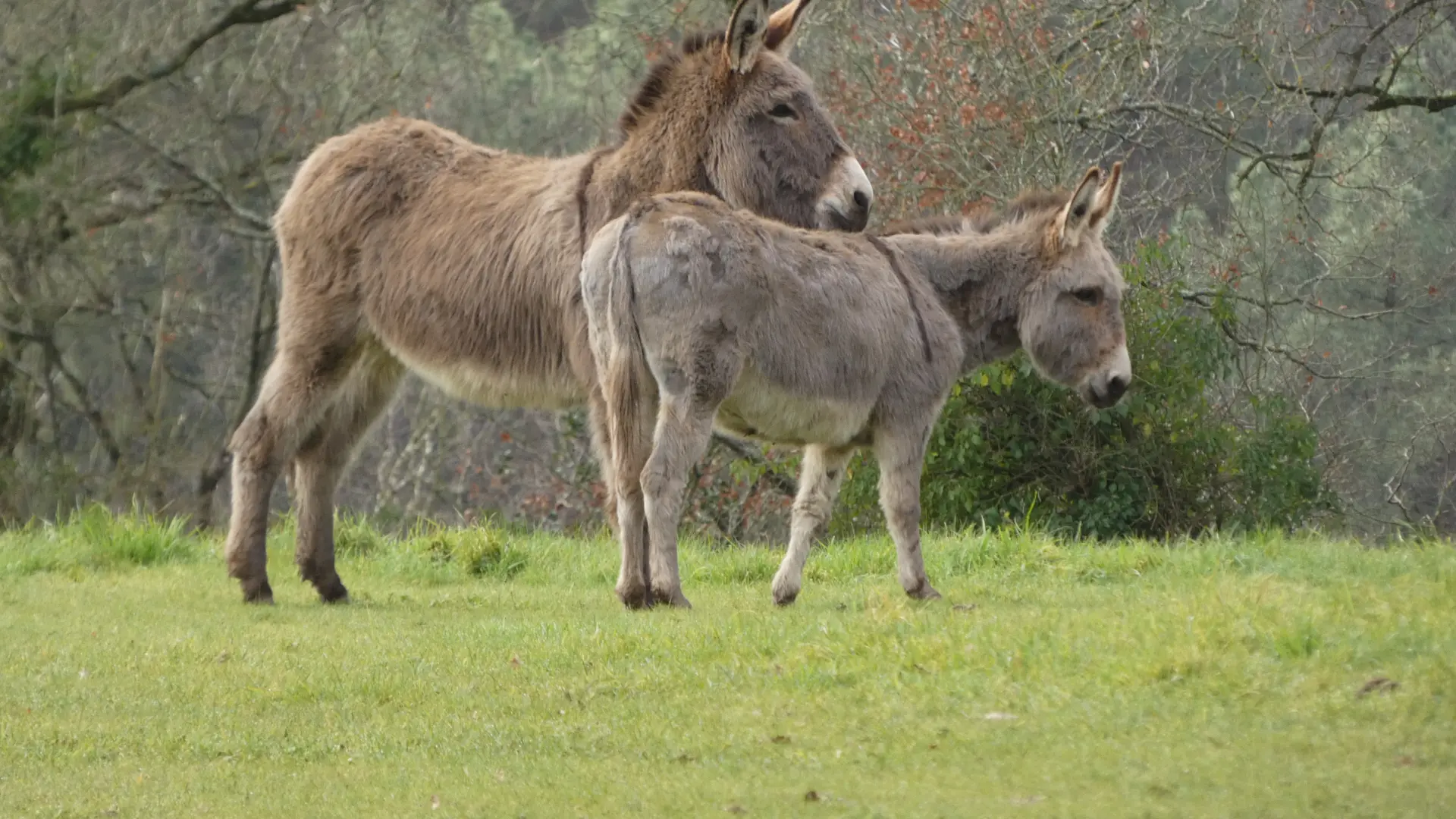 Parc animalier Saint-Léonard-des-Bois