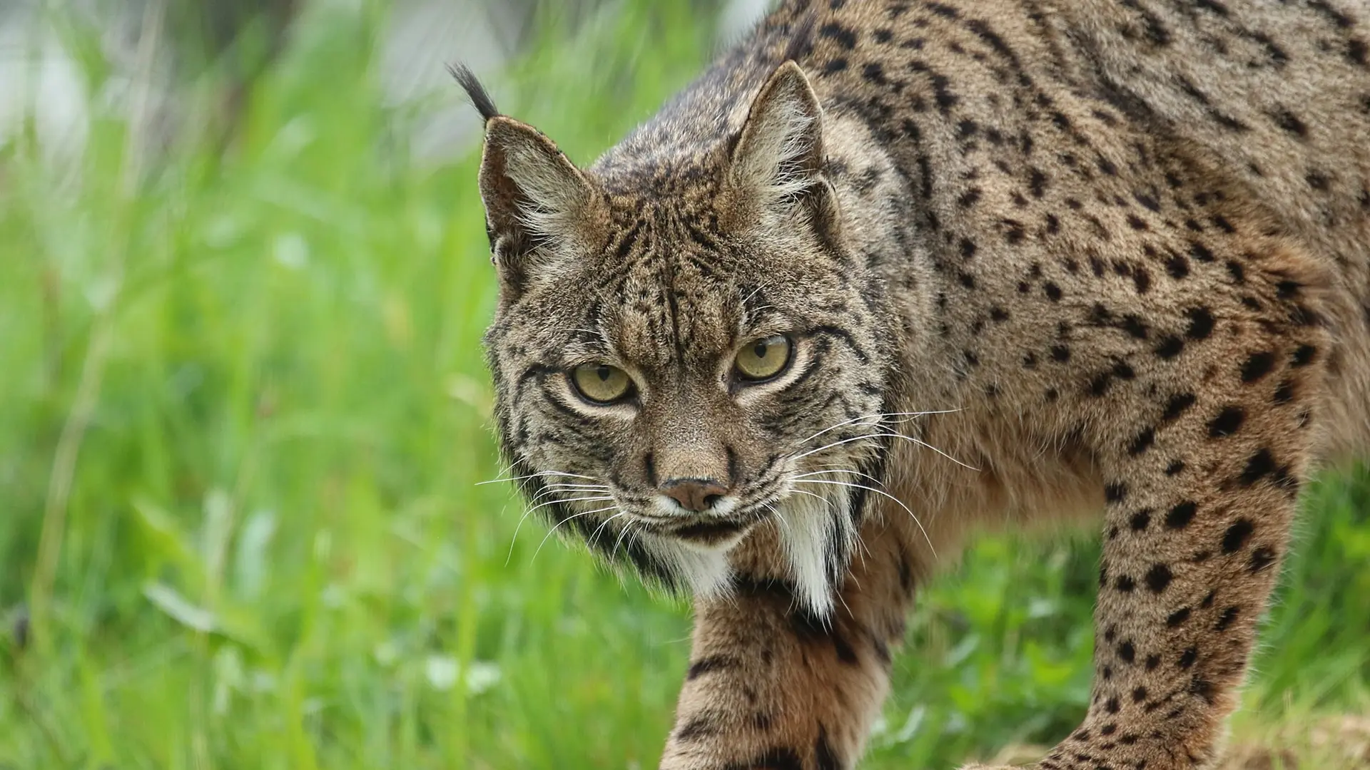 lynx ibérique