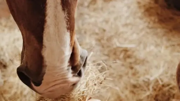 La Perle d'Or_Montreuil le Henri