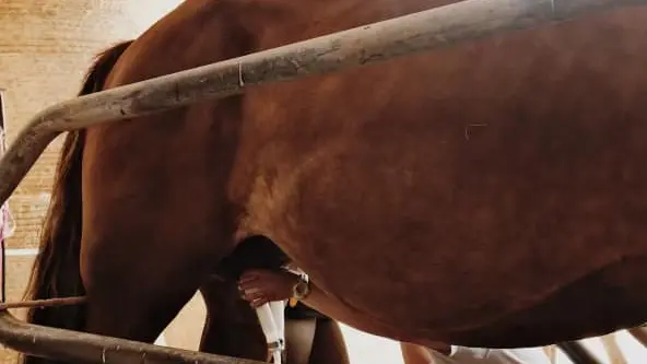 La Perle d'Or_Montreuil le Henri