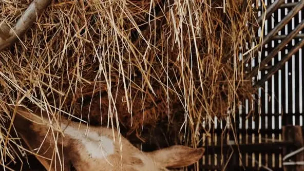 La Perle d'Or_Montreuil le Henri