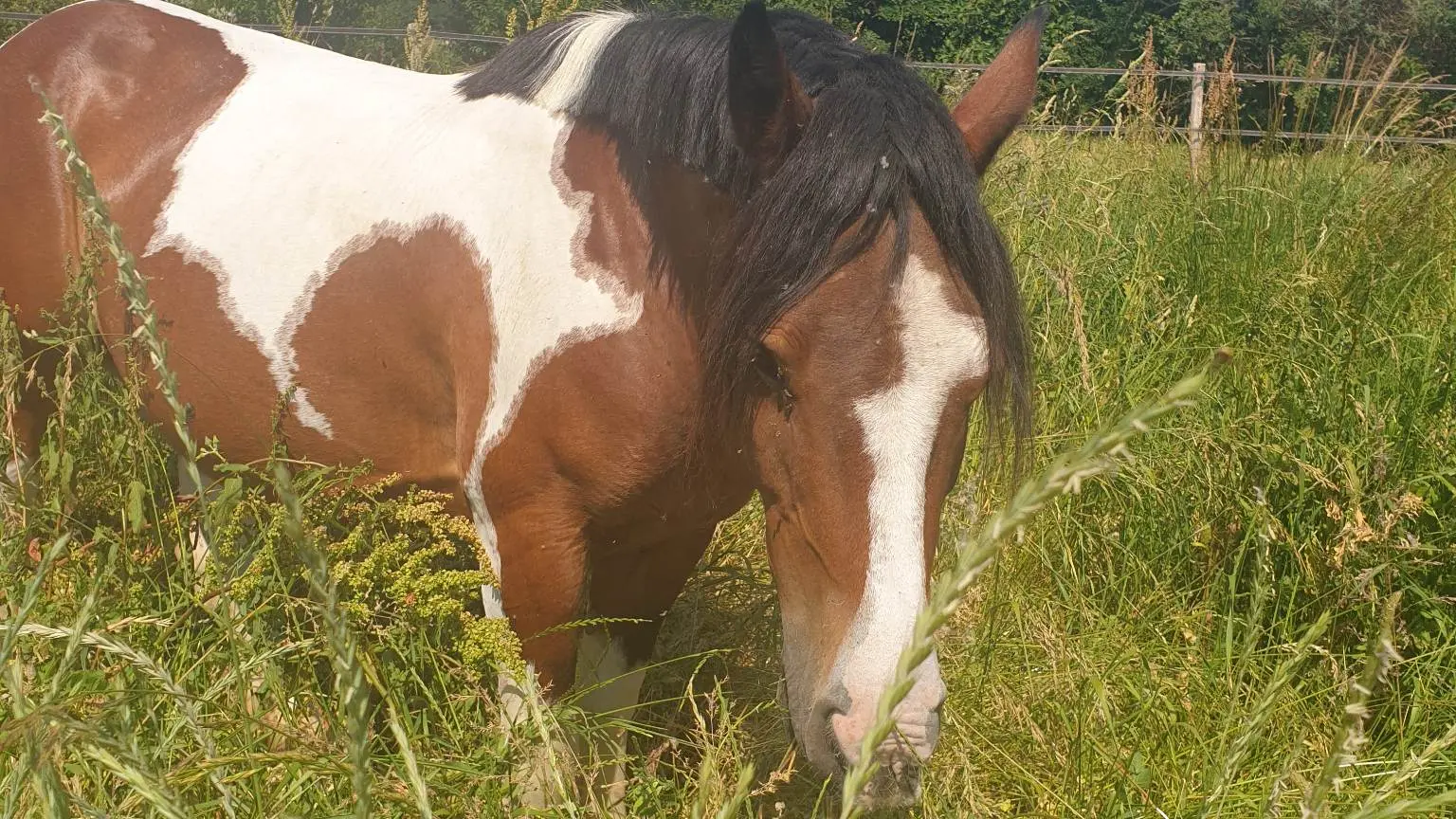 La Licorne Verte