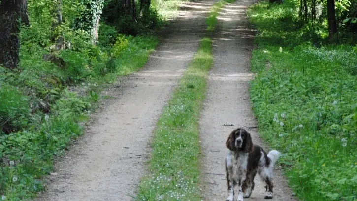 Gîte la Ravaloire_Bazouge cré sur Loir_Arrivée par l'allée forestière