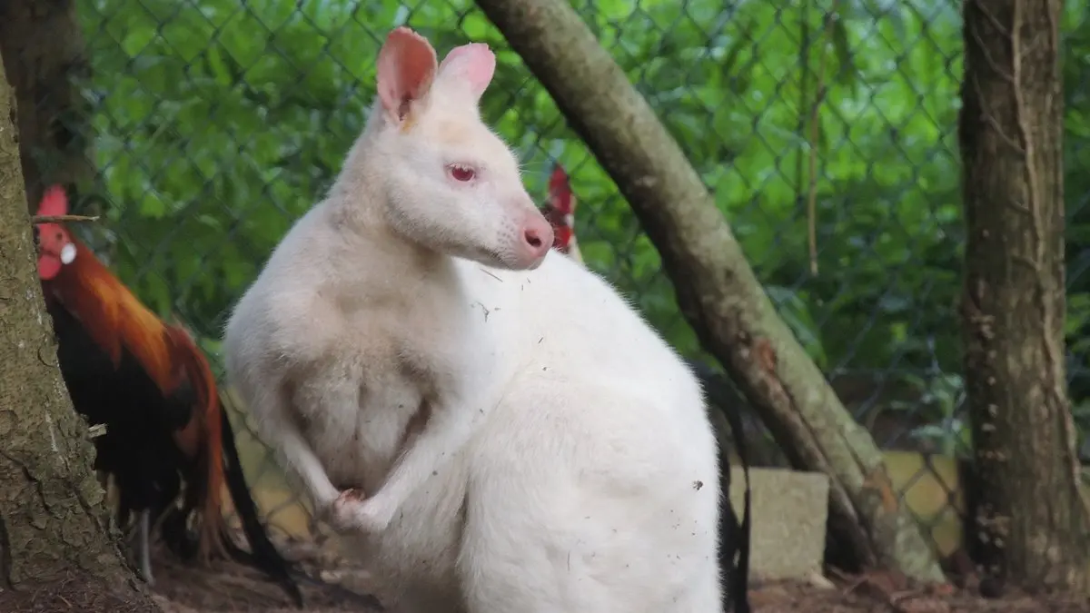 venez-decouvrir-nos-wallaby