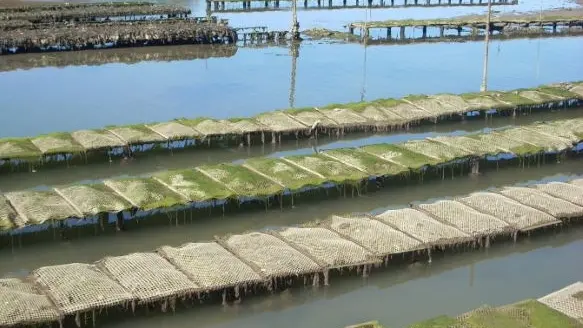 visite-port-ostreicole-talmont