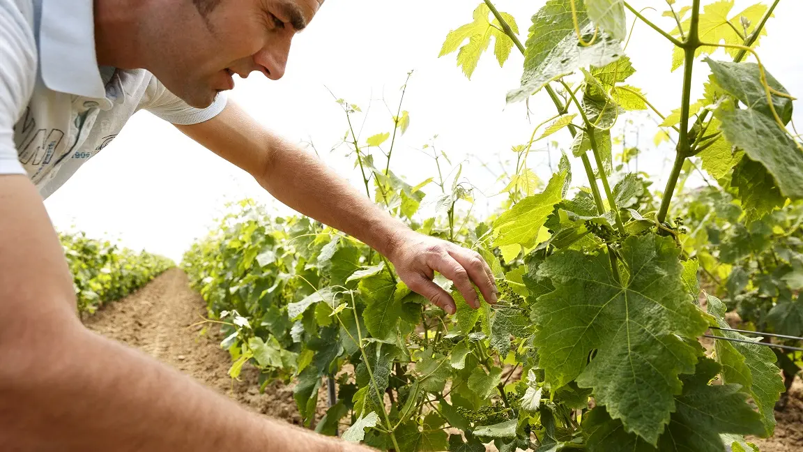 2018-chateau-aujardiere4-remaudiere-44-levignobledenantes-tourisme