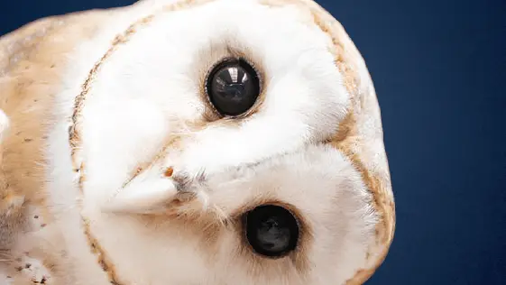 chateau-de-talmont-affiche-annuelle