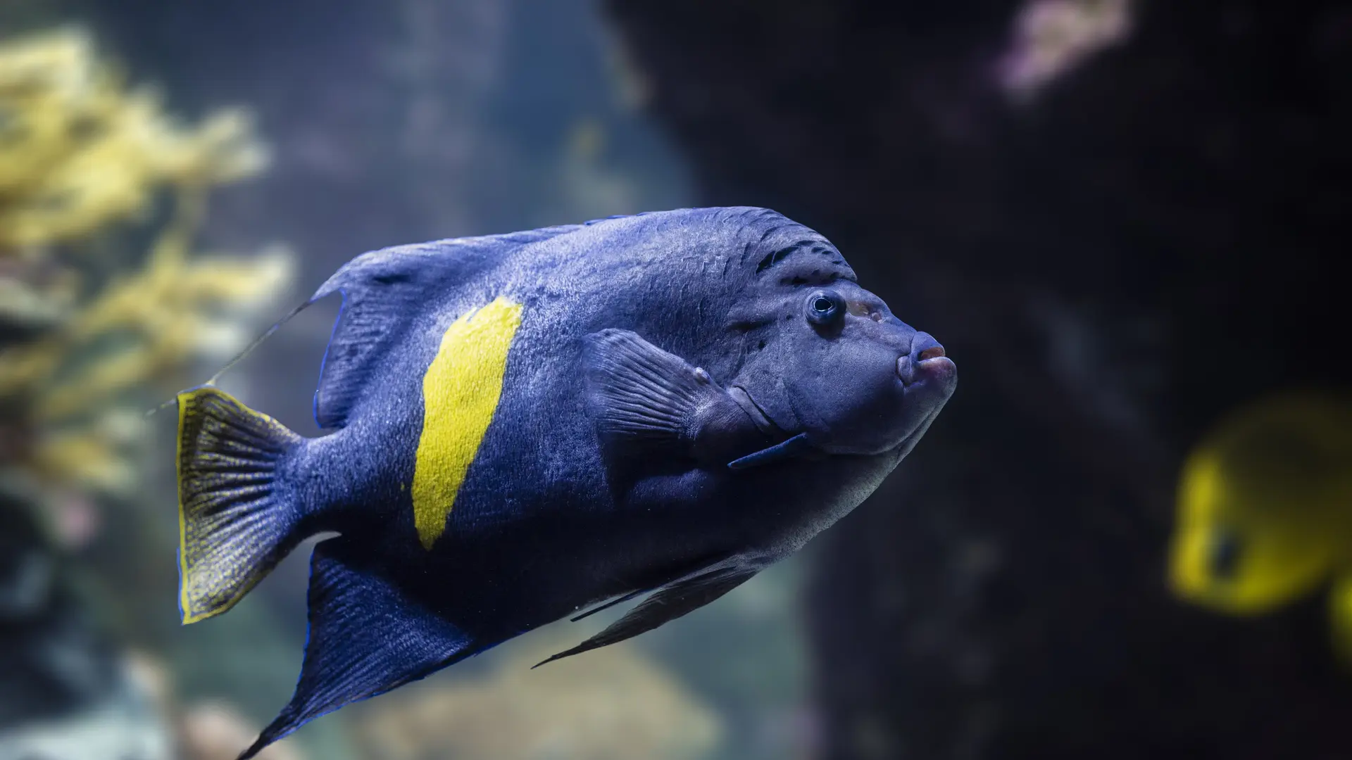 Poisson ange à croissant