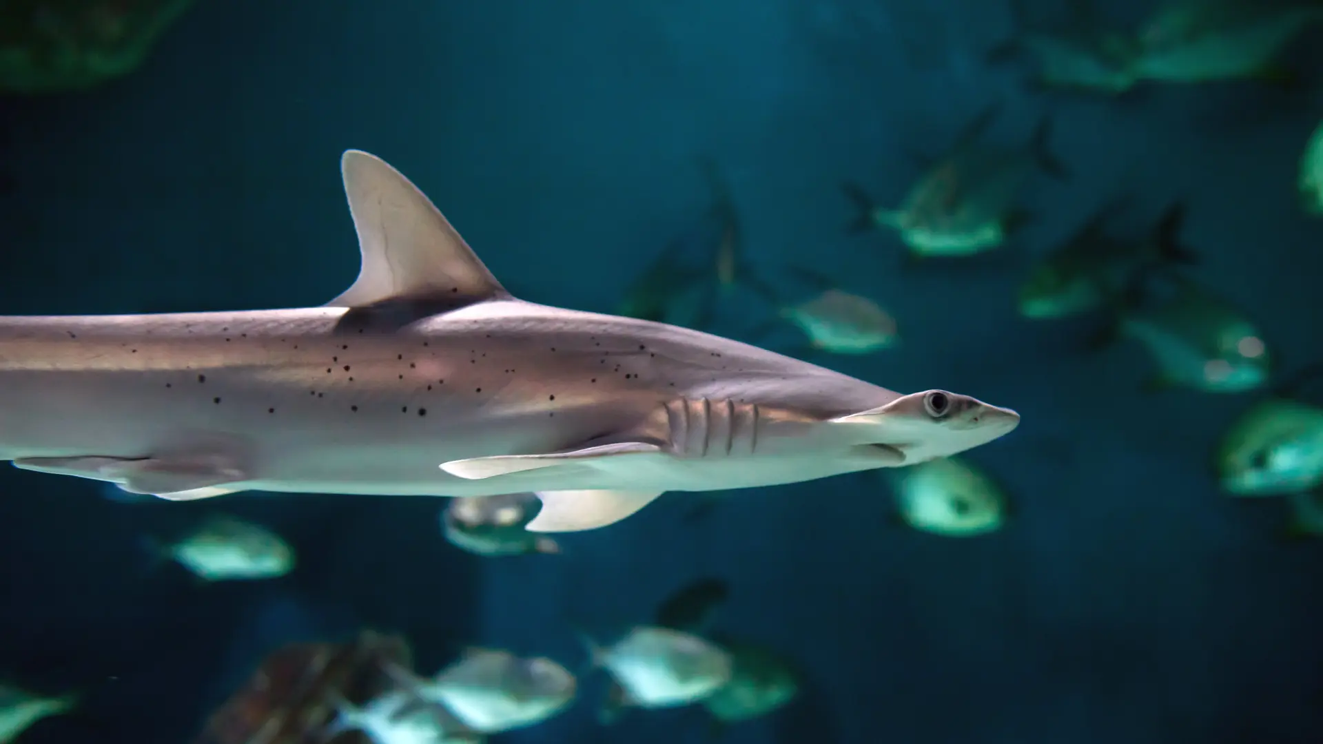Requin marteau tiburo