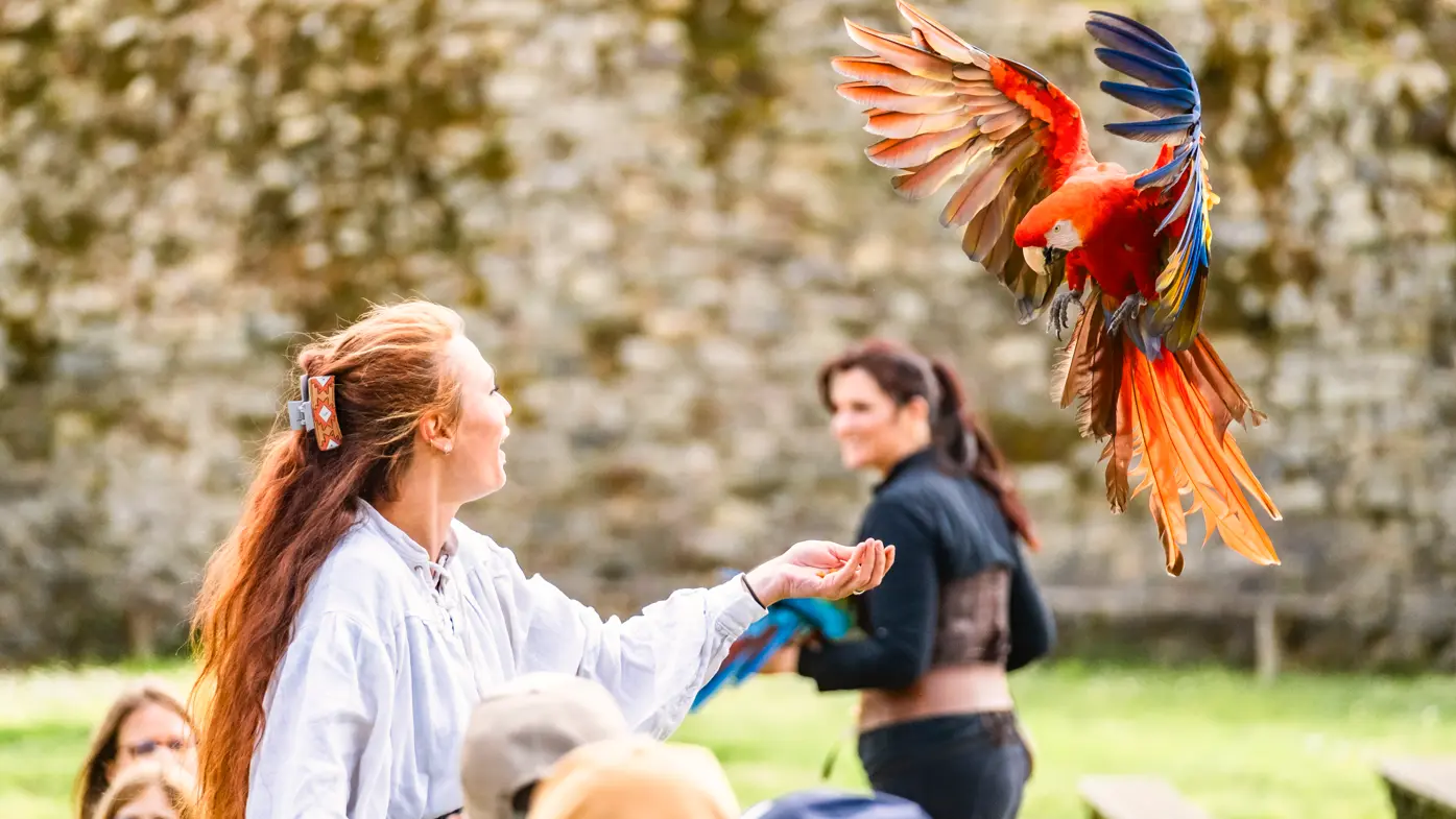 chateau-de-talmont-fauconnerie