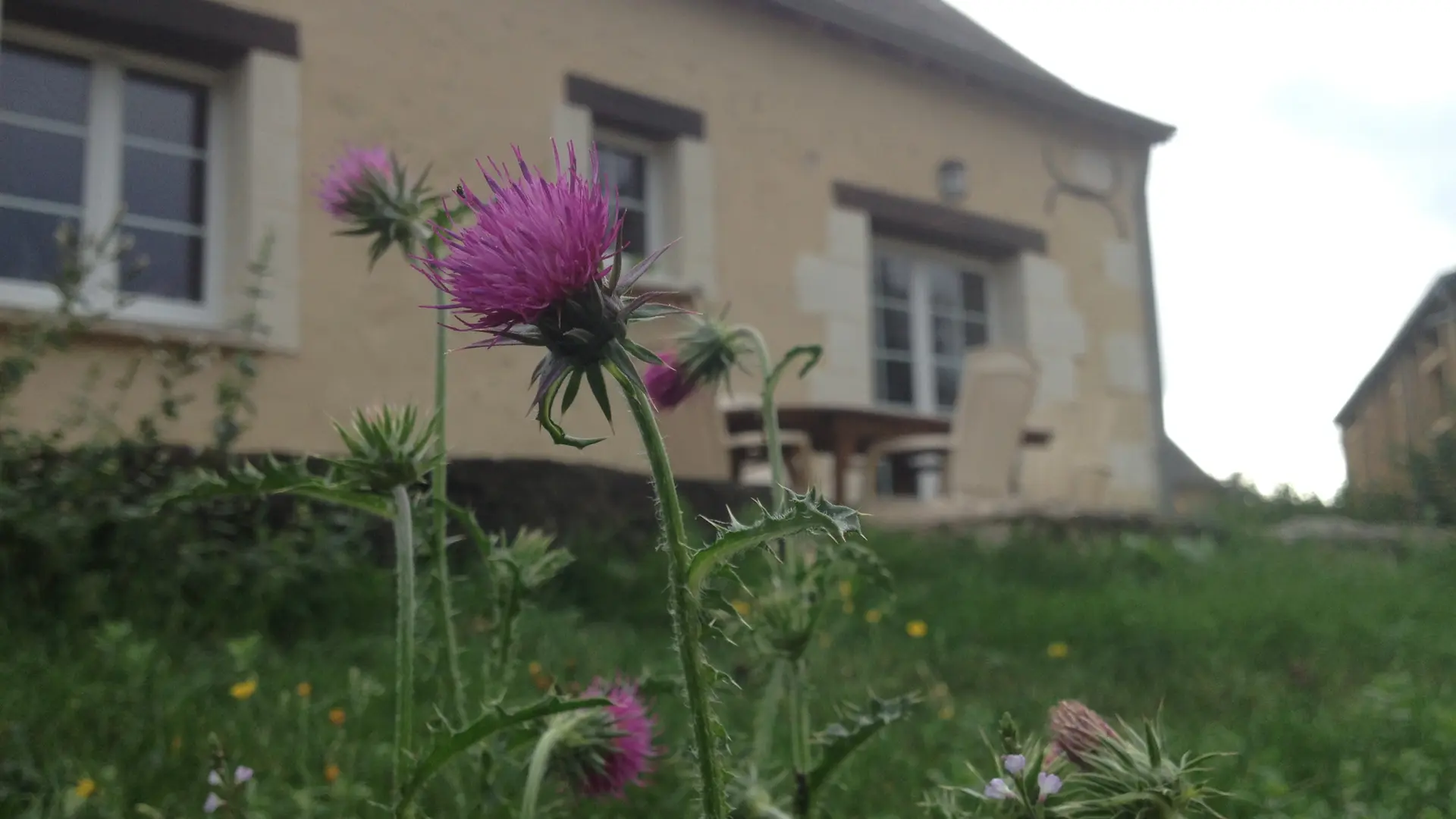 Chardon back garden