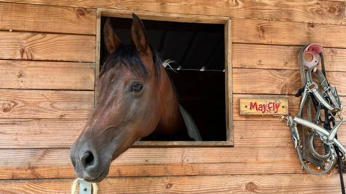 Cheval - gite le jardin des bosquets 85 auchay-sur-vendée