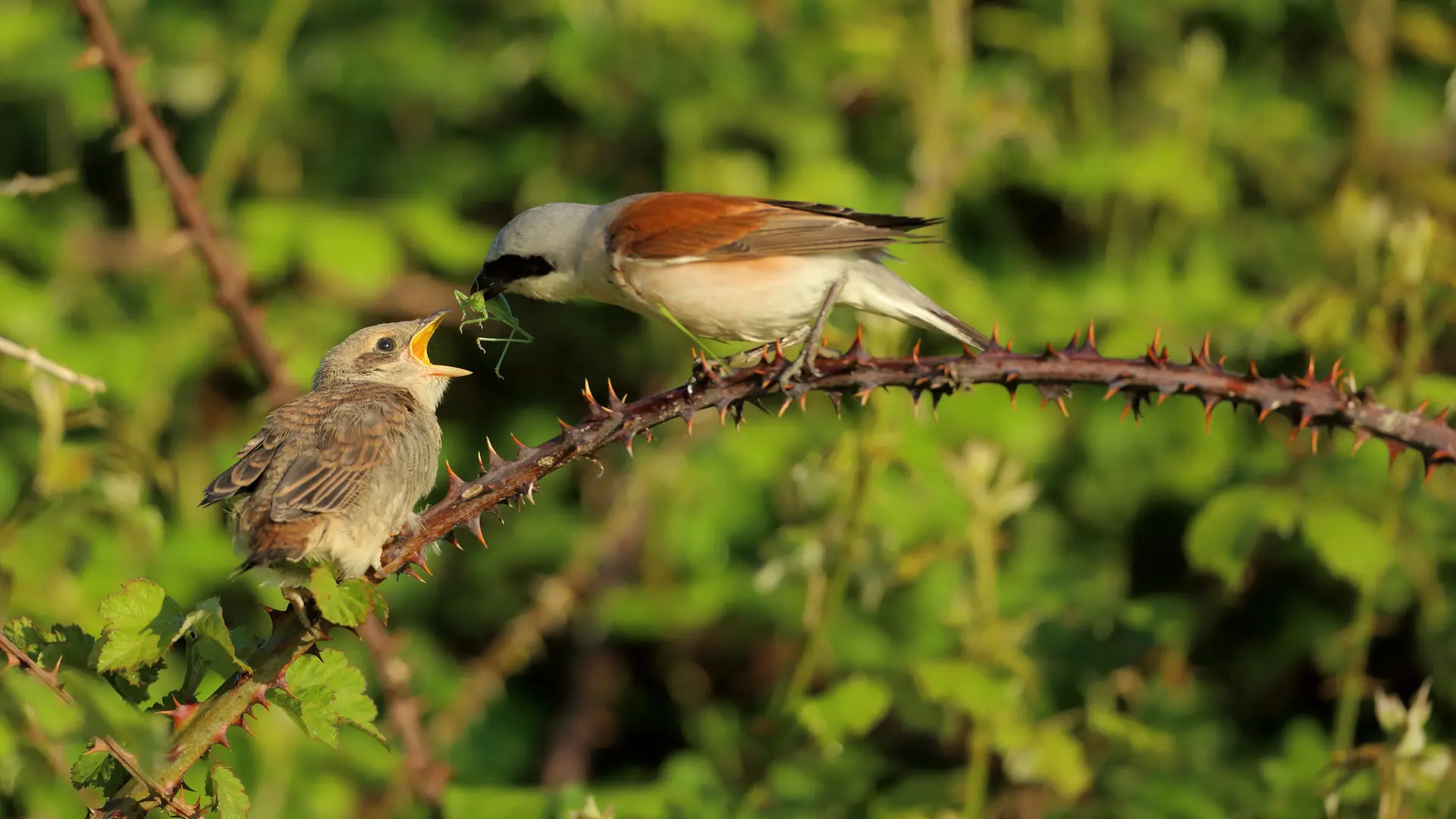 Pie-grièche écorcheur