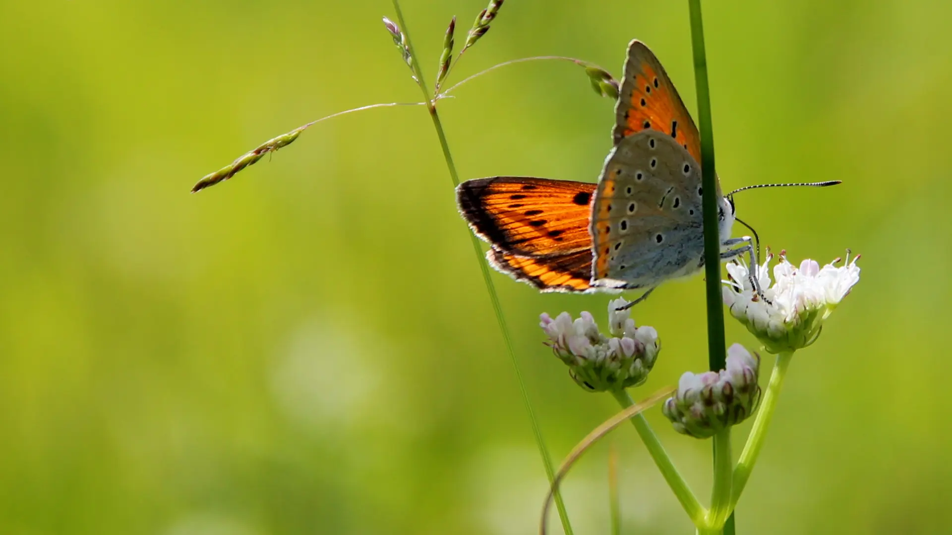 PNA879001287 - Cuivré des marais-Vaas 2