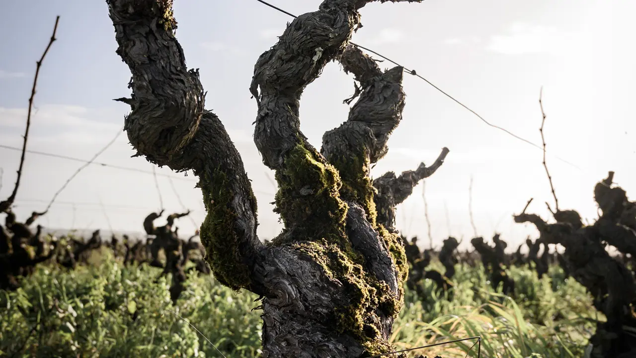 VIGNES DOMAINE BONNET HUTEAU BY PAUL STEFANNAGGI