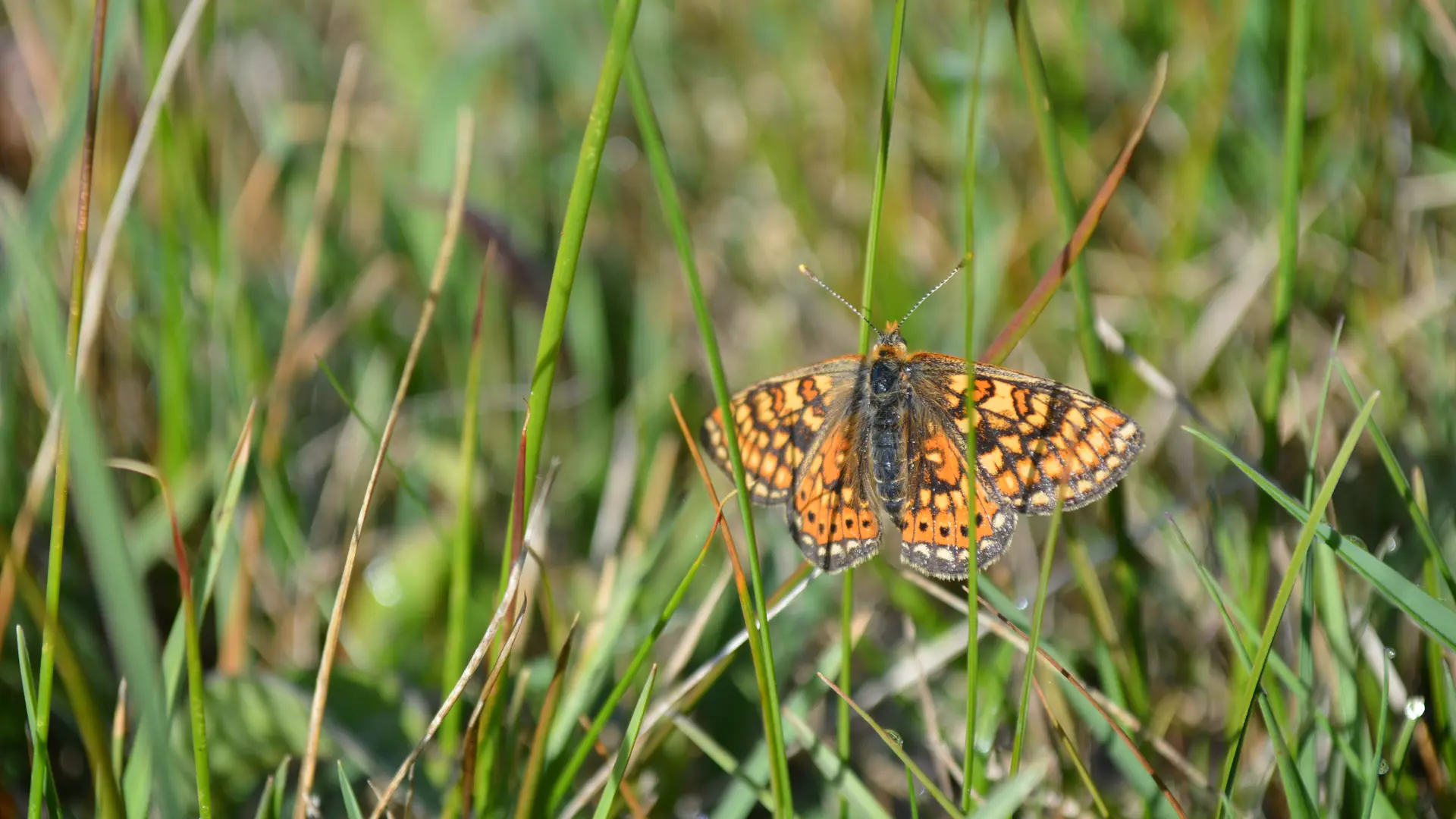 Damier de la Succise