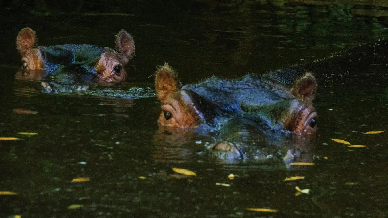 Visite du parc sauvage - zoo de la flèche à 25 minutes du gite