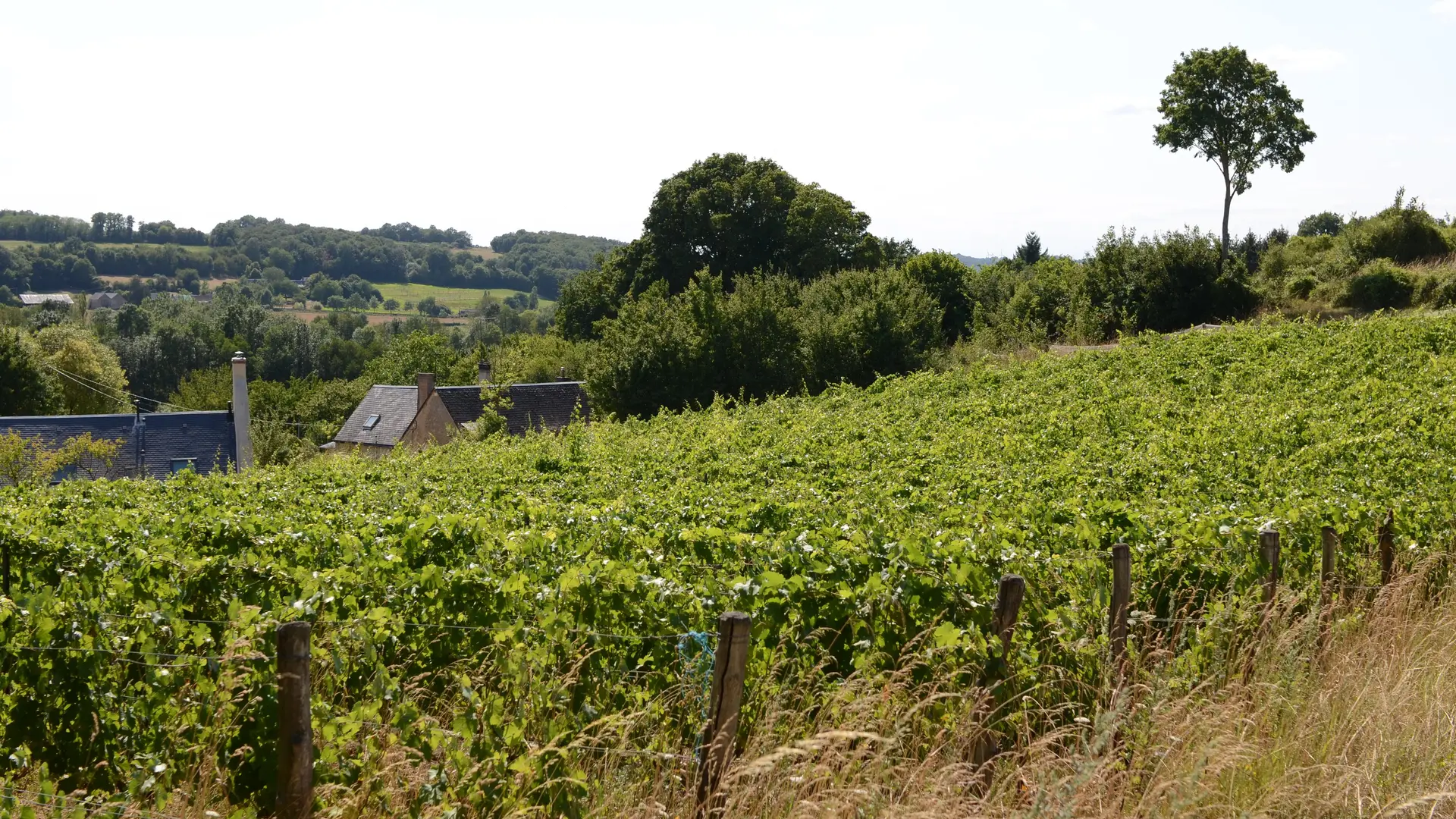 La ferme viticole du cochon zébré_Marçon