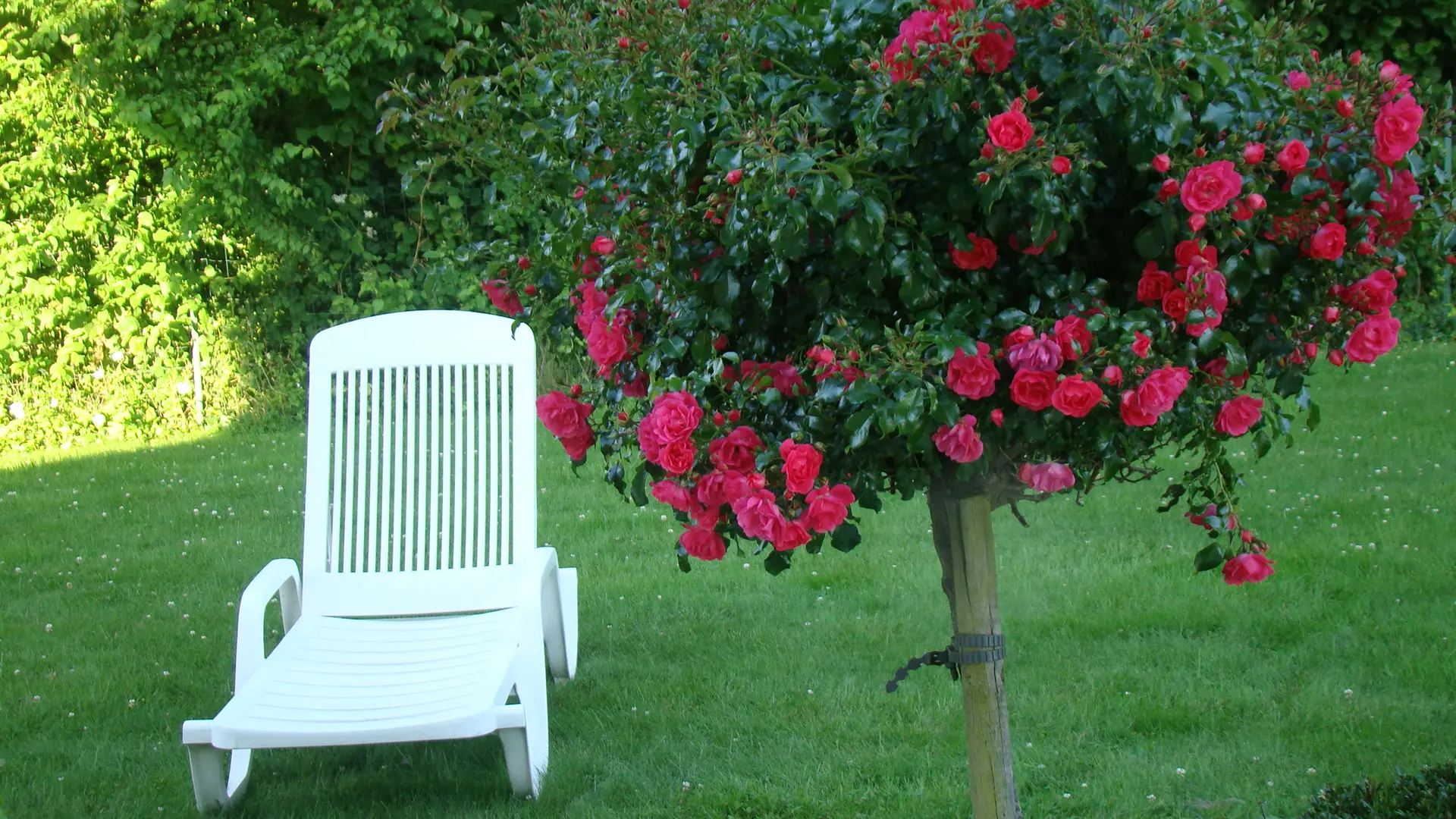 Bain de soleil près du rosier