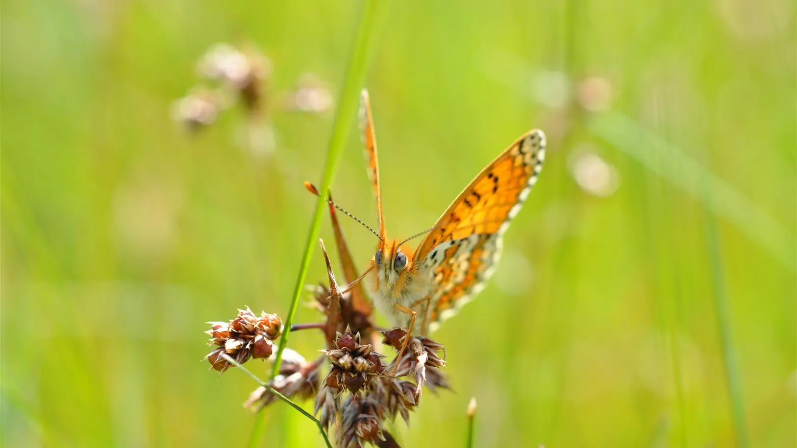 Damier de la succise site de Cherré (Euphydryas aurinia) (Large) (1)