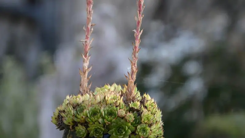 Les plantes grasses du jardin