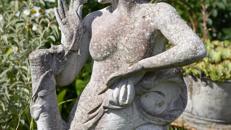 La saison des marguerites au jardin yuccas