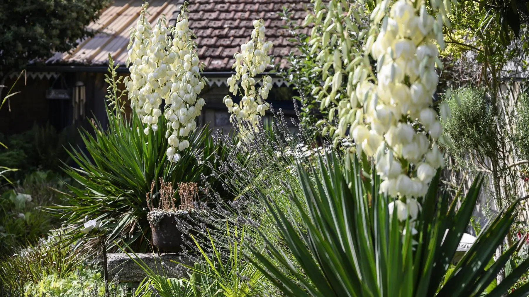 Les yuccas en fleurs