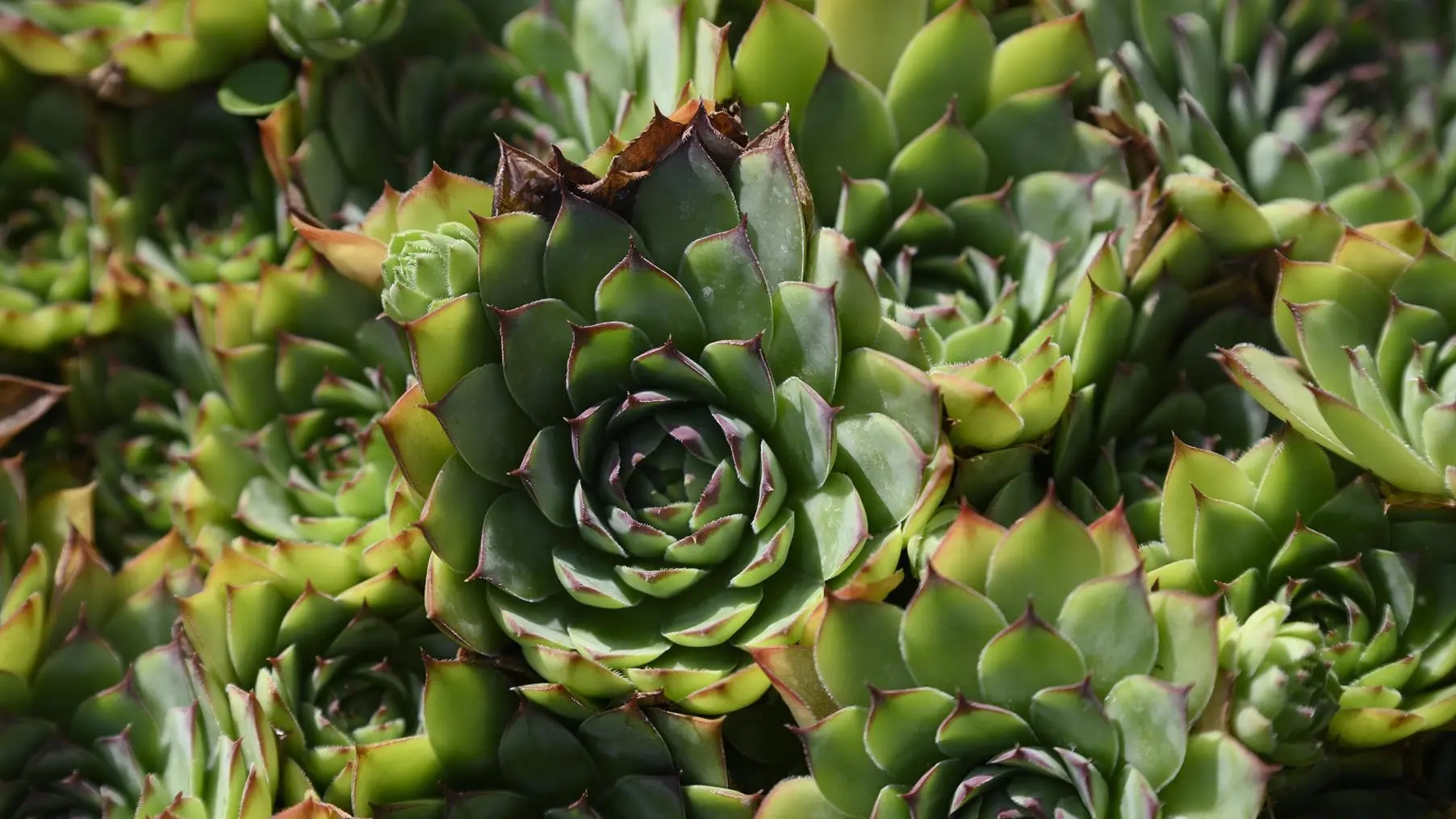 Les plantes grasses du jardin