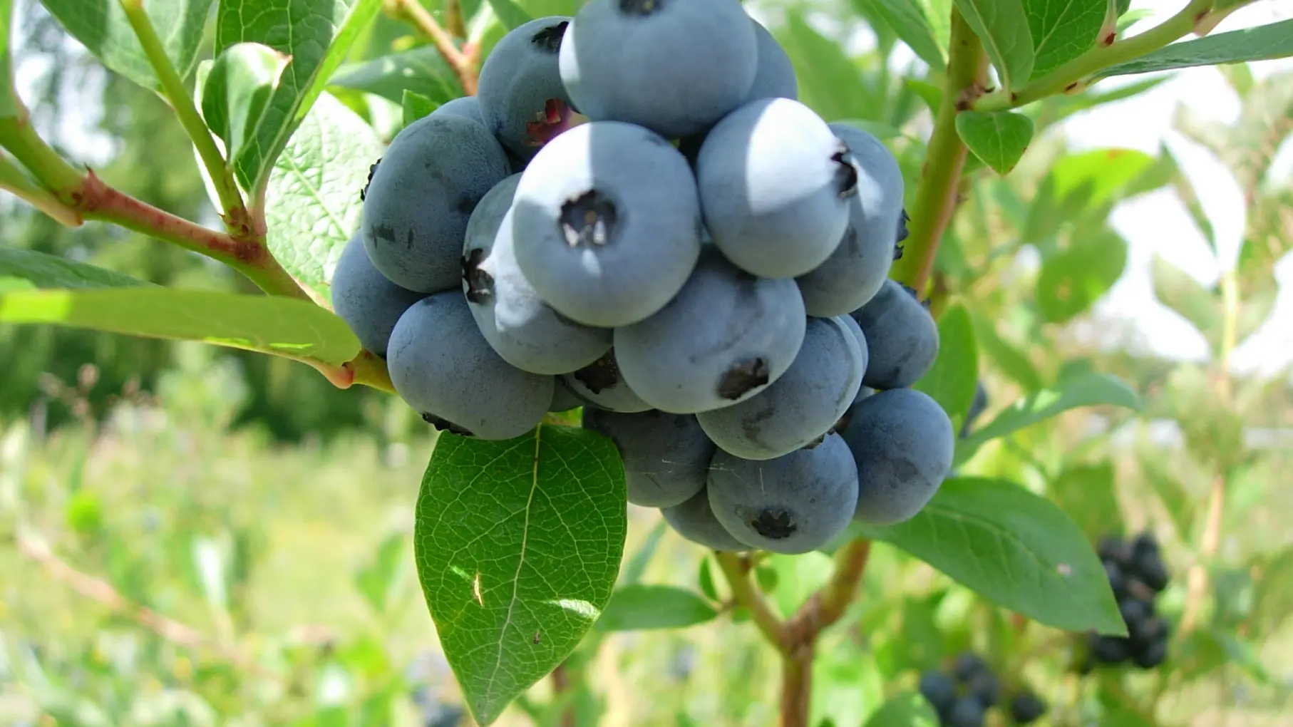 Ferme des Bleuts_Vaas