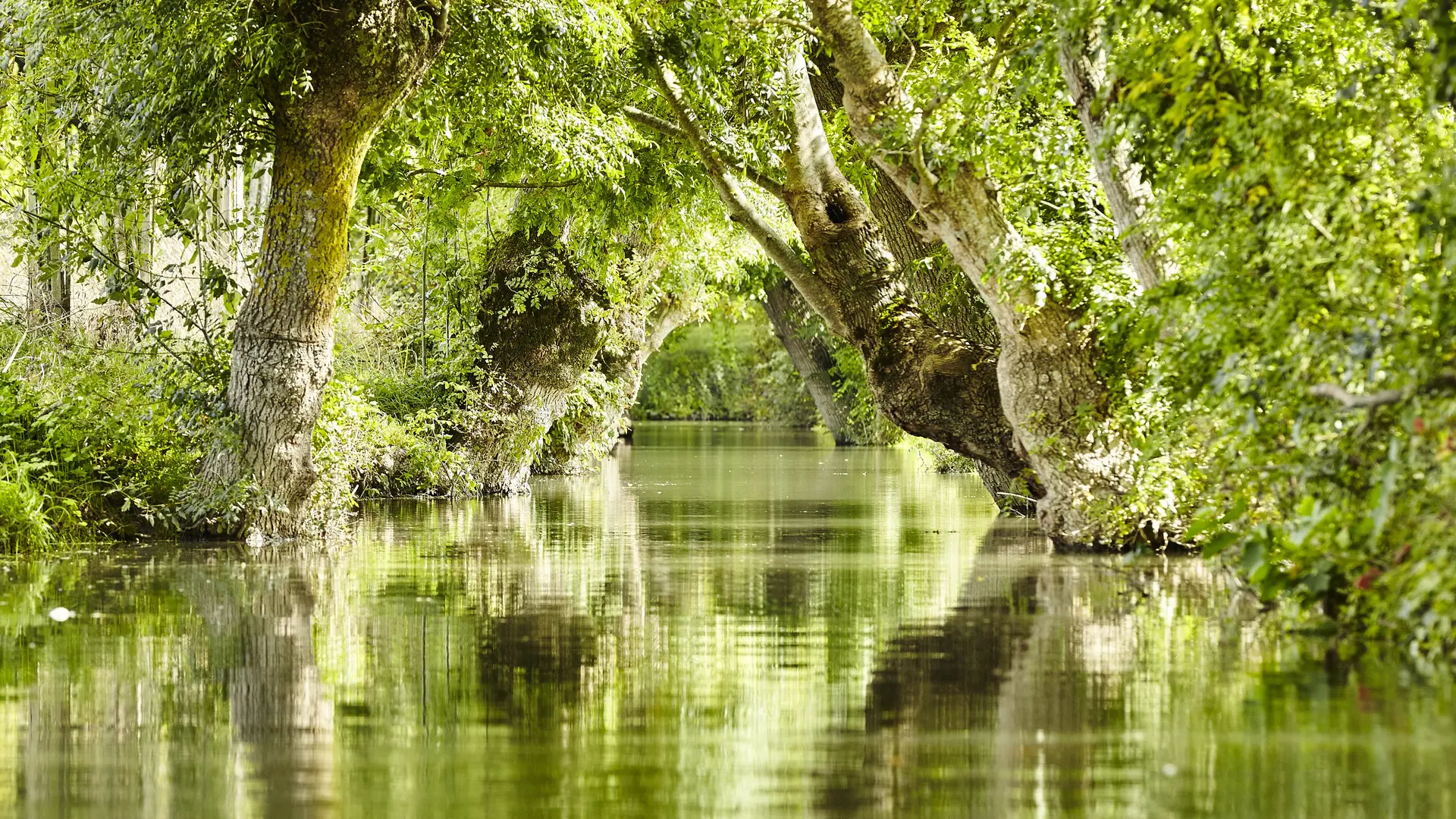 Marais poitevin - Marais mouillés