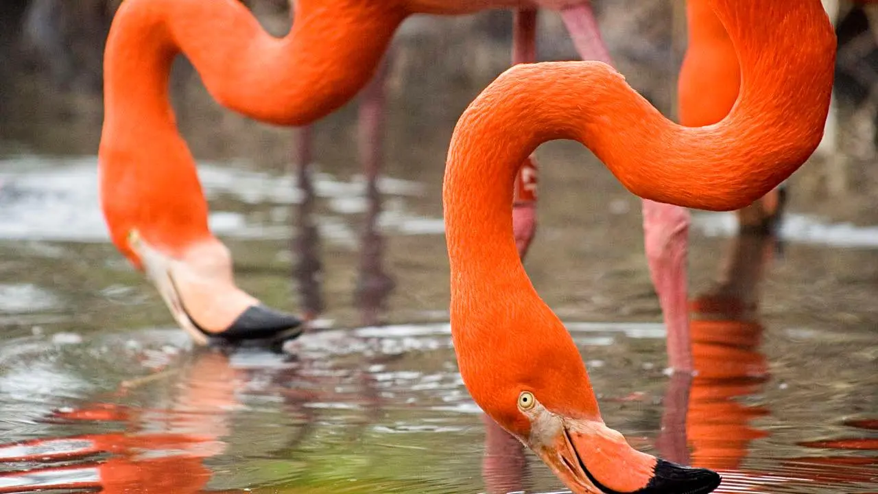 Flamants-de-cuba-ZoodesSables-S-Silhol