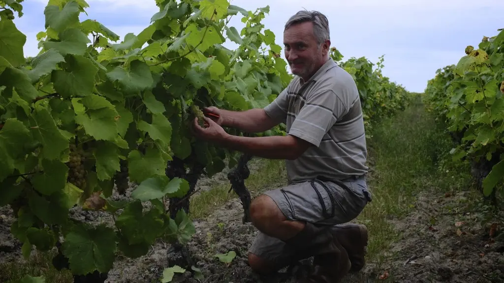 Gérard dans les vignes