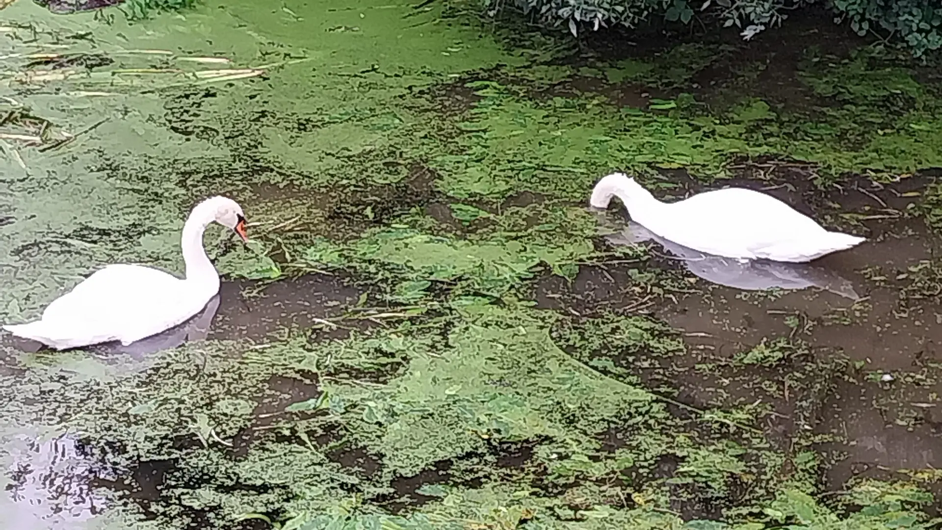 Visite des cygnes_23