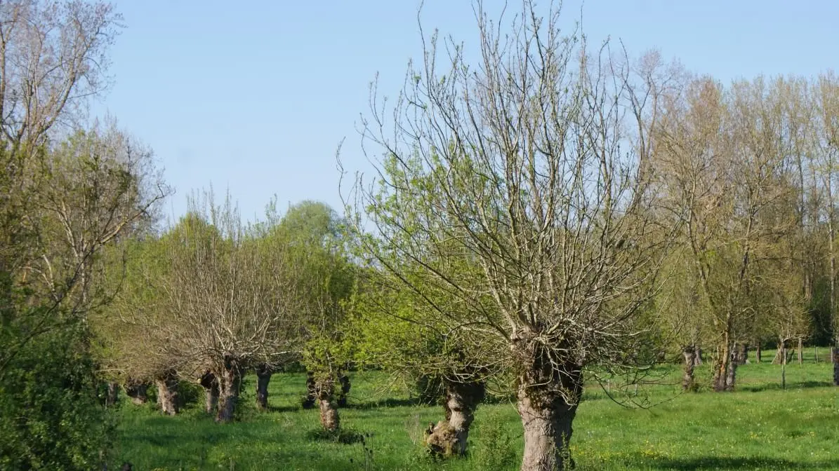 paysage du marais_46