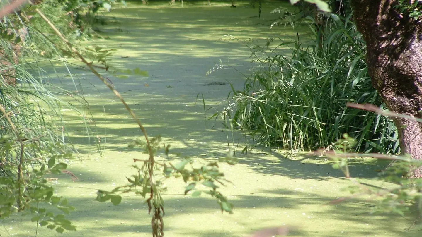Le marais poitevin_22