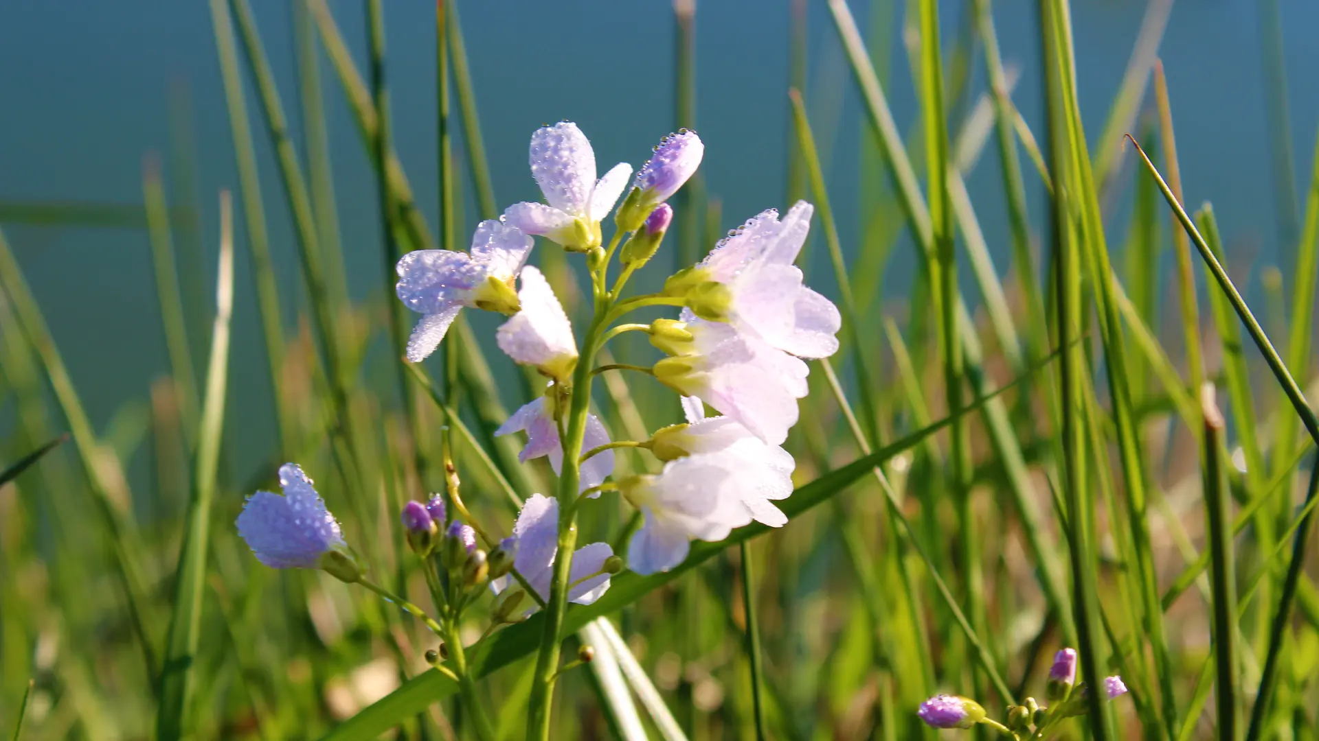 marais_flore_longeville