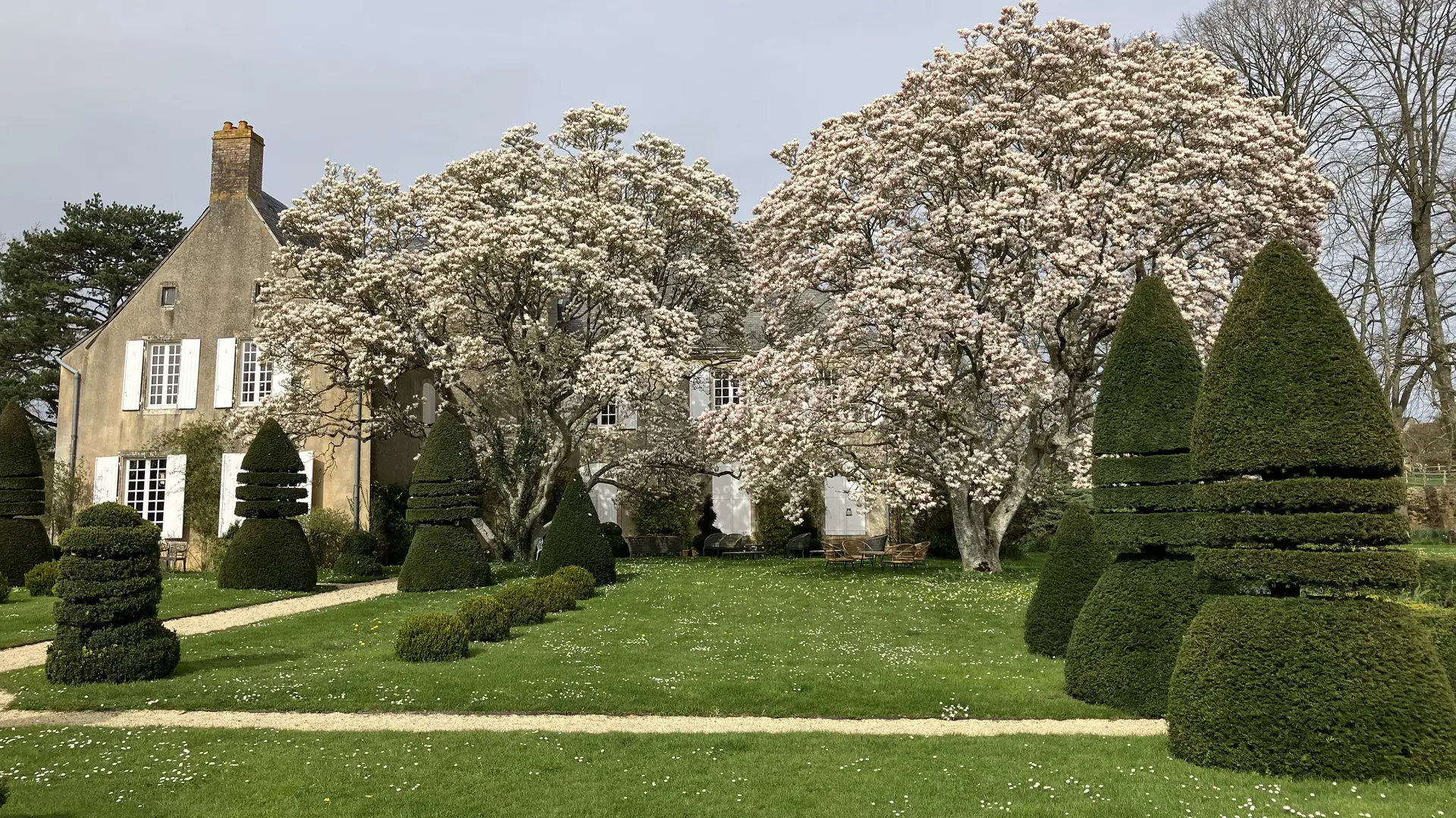 les Magnolias et les ifs