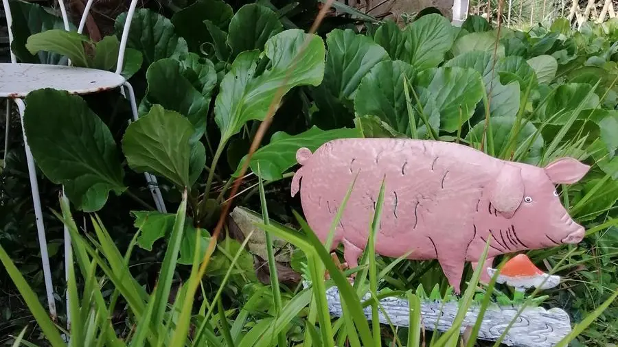 Jardinet du cosy gîte