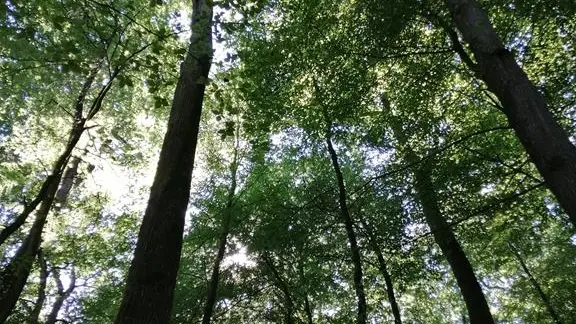 Ballades à vélo  et randonnées dans la majestueuse forêt de bercé, à 20 minutes