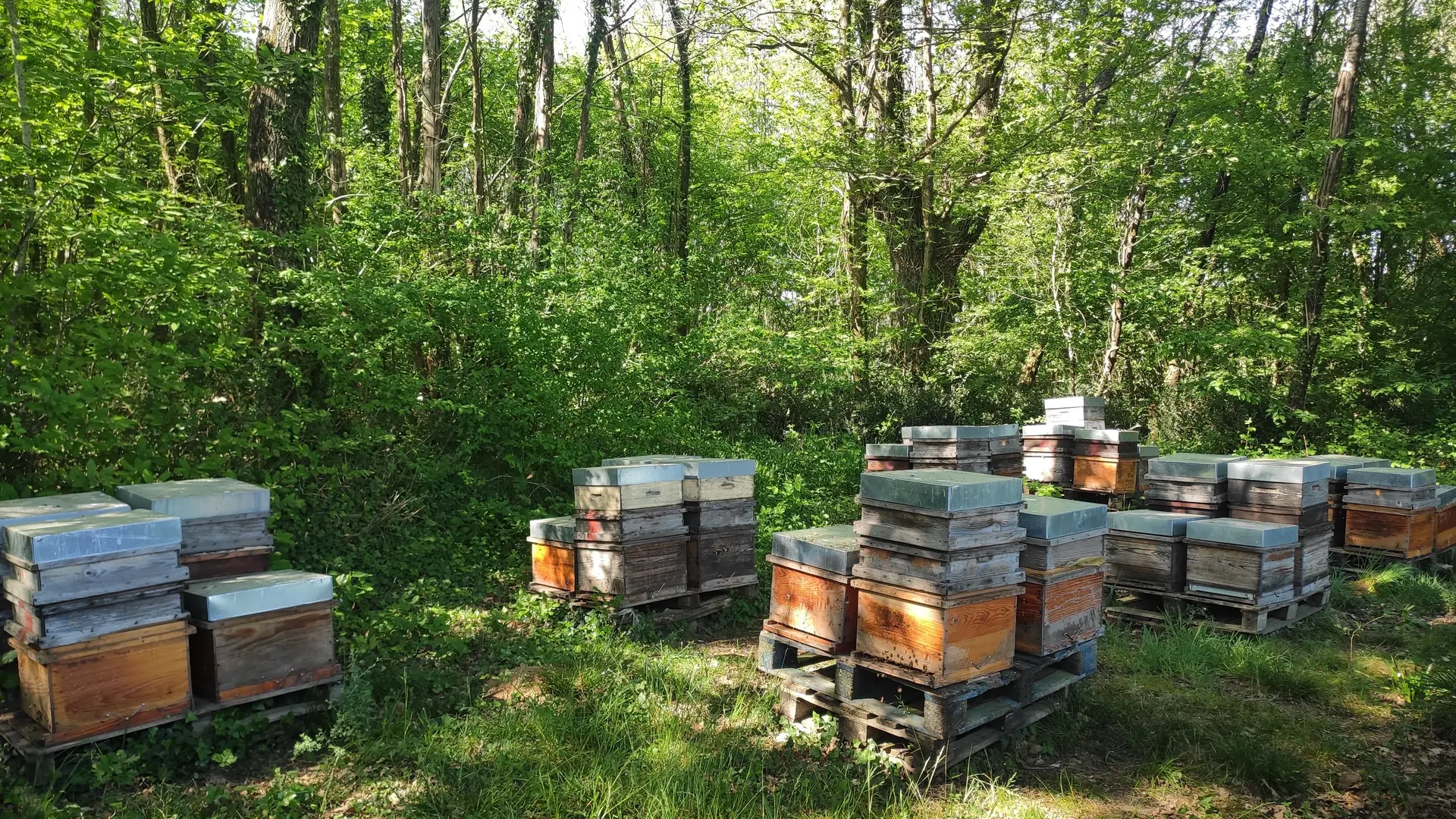 Melli Ouest Rucher Bocage Vendéen