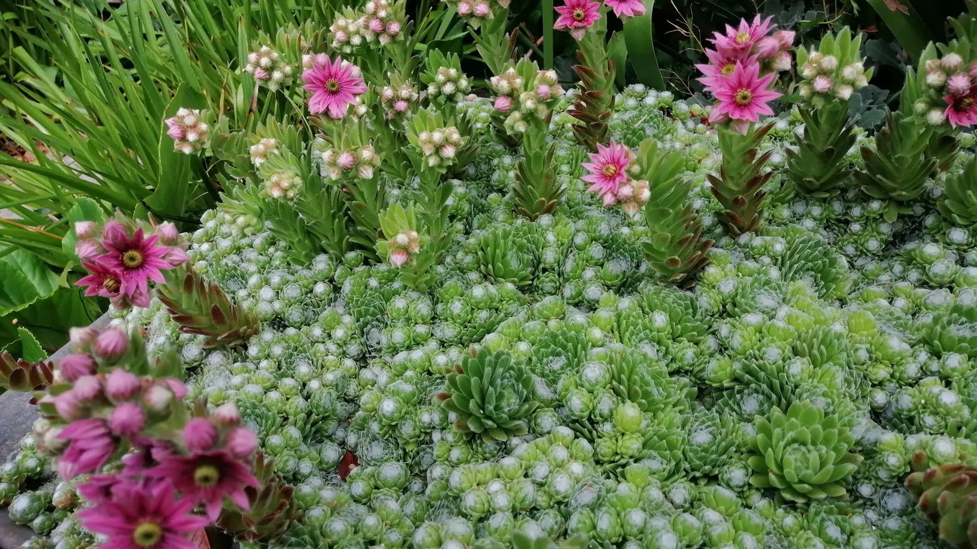 plantes grasses du jardin